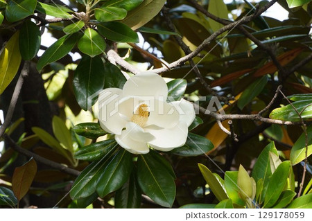 2025年6月，大花玉蘭花 129178059