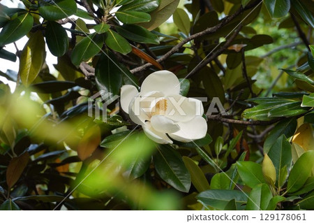Magnolia grandiflora flowers, June 2025 129178061