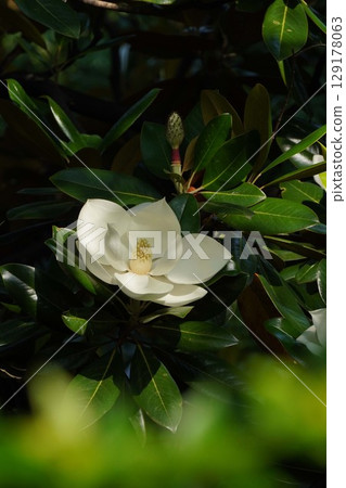 Magnolia grandiflora flowers, June 2025 129178063