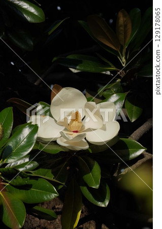 Magnolia grandiflora flowers, June 2025 Magnolia grandiflora flowers, June 2025 129178065