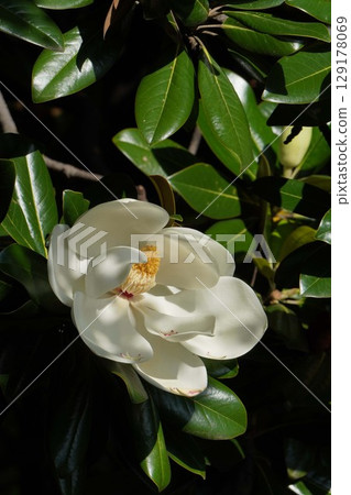 2025年6月，大花玉蘭花 129178069