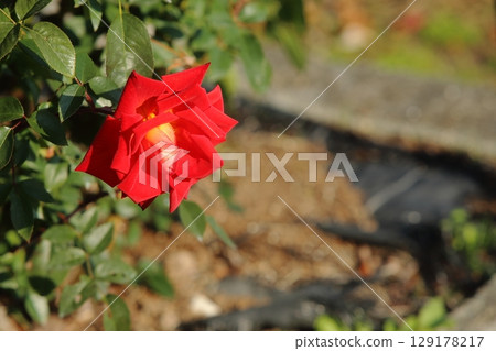 Arao City Ominous Citizen Flower Bed Rose Flower, 129178217