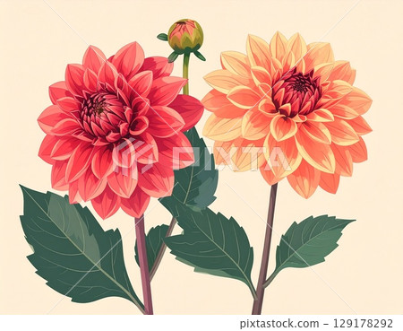 Dahlia flower simple illustration Dahlia flower simple illustration 129178292