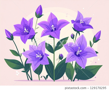 Turkish bellflower simple illustration 129178295