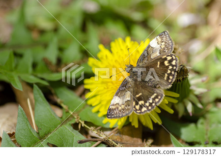 Miyamaseseri 129178317