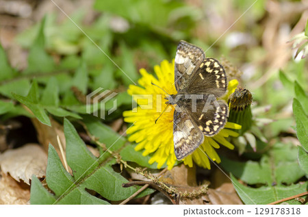 Miyamaseseri 129178318