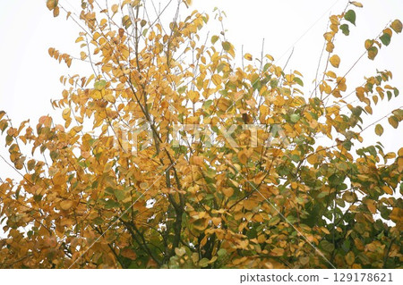 Yellow leaves of wigs Yellow leaves of wigs 129178621
