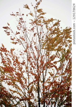 Autumn leaves of wigs 129178624