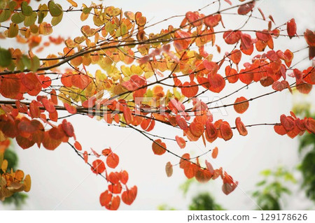 Autumn leaves of wigs 129178626