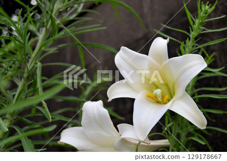 Takasago lily Takasago lily 129178667