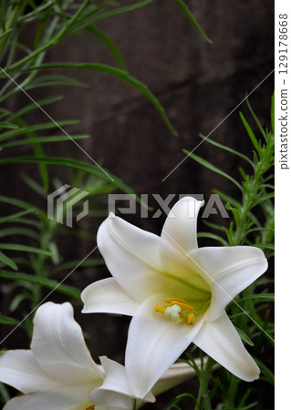 Takasago lily Takasago lily 129178668