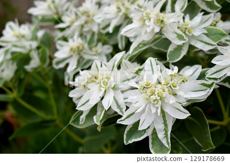 Hatsuyukisou Hatsuyukisou 129178669