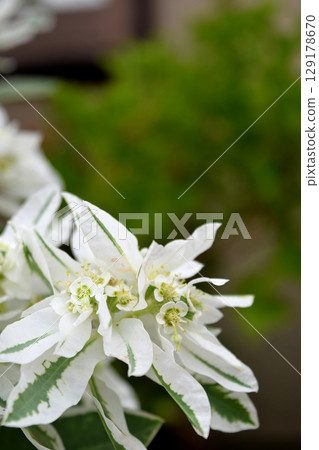 Hatsuyukisou 129178670