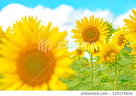 Flowers around the house, various in all seasons. Beautiful large sunflowers bloom against the blue sky in the flower garden on the farm. Flowers around the house, various in all seasons. Beautiful large sunflowers bloom against the blue sky in the flower garden on the farm. 129178692
