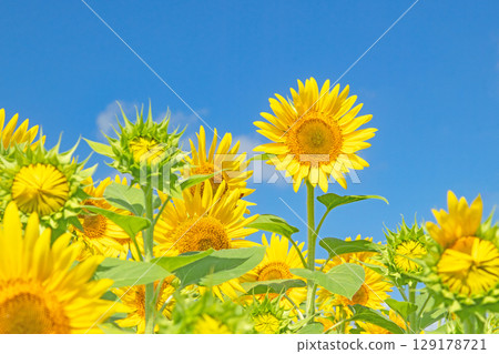 Flowers around the house, various in all seasons. Beautiful large sunflowers bloom against the blue sky in the flower garden on the farm. Flowers around the house, various in all seasons. Beautiful large sunflowers bloom against the blue sky in the flower garden on the farm. 129178721