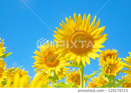 房子周圍四季都有各種鮮花。農場的花園裡，一朵朵美麗的向日葵在藍天的襯托下綻放。 129178723