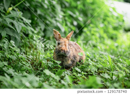 Cute brown rabbit sitting on green grass and eating fresh grass in summer garden 129178740