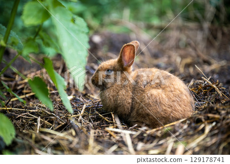 Cute brown rabbit sitting on green grass and eating fresh grass in summer garden 129178741