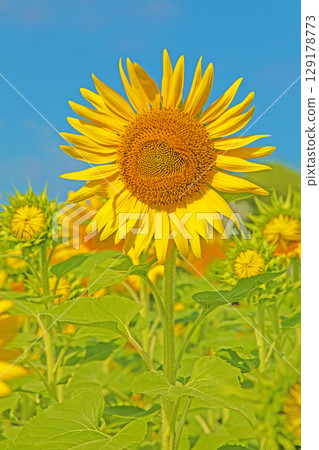 Flowers around the house, various in all seasons. Beautiful large sunflowers bloom against the blue sky in the flower garden on the farm. 129178773