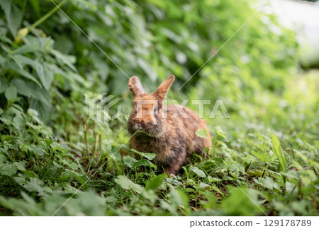 Cute brown rabbit sitting on green grass and eating fresh grass in summer garden 129178789