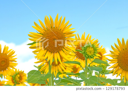Flowers around the house, various in all seasons. Beautiful large sunflowers bloom against the blue sky in the flower garden on the farm. 129178793