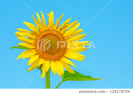 Flowers around the house, various in all seasons. Beautiful large sunflowers bloom against the blue sky in the flower garden on the farm. Flowers around the house, various in all seasons. Beautiful large sunflowers bloom against the blue sky in the flower garden on the farm. 129178794