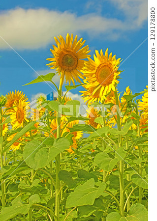 Flowers around the house, various in all seasons. Beautiful large sunflowers bloom against the blue sky in the flower garden on the farm. Flowers around the house, various in all seasons. Beautiful large sunflowers bloom against the blue sky in the flower garden on the farm. 129178800