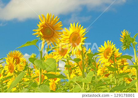 Flowers around the house, various in all seasons. Beautiful large sunflowers bloom against the blue sky in the flower garden on the farm. Flowers around the house, various in all seasons. Beautiful large sunflowers bloom against the blue sky in the flower garden on the farm. 129178801