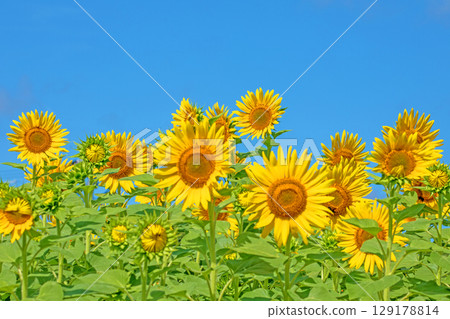 Flowers around the house, various in all seasons. Beautiful large sunflowers bloom against the blue sky in the flower garden on the farm. Flowers around the house, various in all seasons. Beautiful large sunflowers bloom against the blue sky in the flower garden on the farm. 129178814
