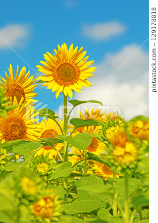 Flowers around the house, various in all seasons. Beautiful large sunflowers bloom against the blue sky in the flower garden on the farm. Flowers around the house, various in all seasons. Beautiful large sunflowers bloom against the blue sky in the flower garden on the farm. 129178818