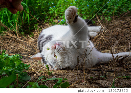 A beautiful black and white cat lies on the ground with dry grass on its back, stretches out its front paws, releases its claws and wants to reach the outstretched hand of a Caucasian man 129178853