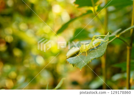Young green grasshopper eating rose leaf sitting on it on blurred yellow, orange, green beautiful background with bokeh effect. Insect pests of garden plants, population control. Beauty in nature Young green grasshopper eating rose leaf sitting on it on blurred yellow, orange, green beautiful background with bokeh effect. Insect pests of garden plants, population control. Beauty in nature 129178860