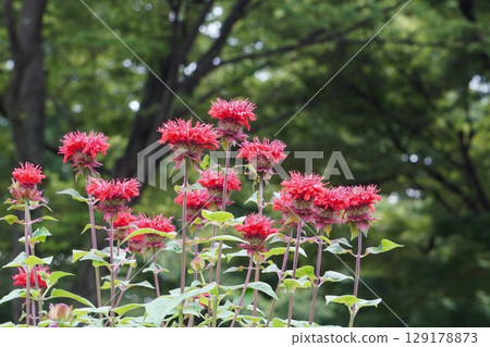 Taimatsubana (Japanese laurel) - June 2025 129178873