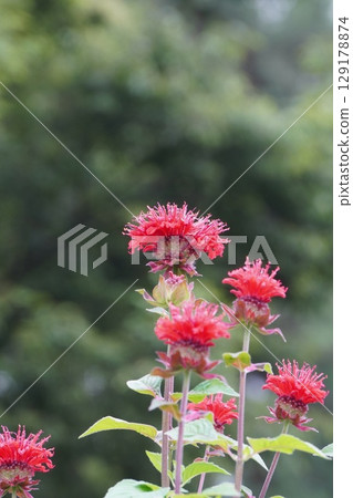 Taimatsubana (Japanese laurel) - June 2025 129178874