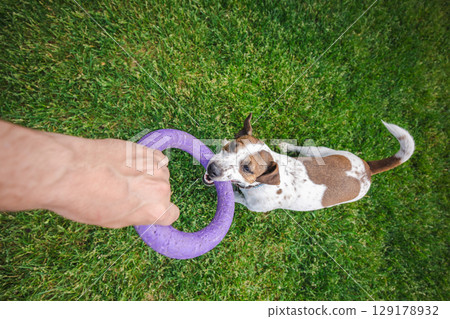 Playful Jack Russell Terrier bites a purple ring toy held by its owner during an energetic tug-of-war game on green grass. Playful Jack Russell Terrier bites a purple ring toy held by its owner during an energetic tug-of-war game on green grass. 129178932