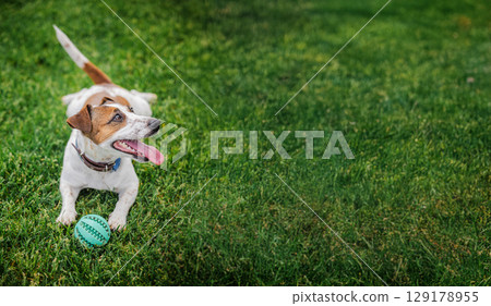 Cheerful Jack Russell Terrier lies on grass with tongue out and a green ball in front, looking to the side during outdoor play 129178955
