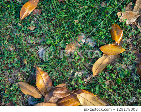 Photo of what is under your feet. The concept of the approaching autumn. Background of grass, soil and leaves Photo of what is under your feet. The concept of the approaching autumn. Background of grass, soil and leaves 129179008