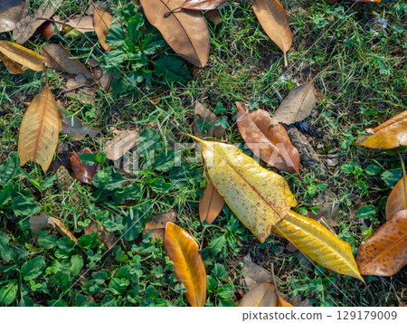 Photo of what is under your feet. The concept of the approaching autumn. Background of grass, soil and leaves. yellow Photo of what is under your feet. The concept of the approaching autumn. Background of grass, soil and leaves. yellow 129179009