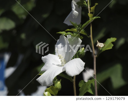 夏日陽光下閃耀著白色光芒的木槿花 夏日陽光下閃耀著白色光芒的木槿花 129179079