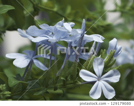 The refreshing appearance of the blue-flowered blue-flowered lily The refreshing appearance of the blue-flowered blue-flowered lily 129179080