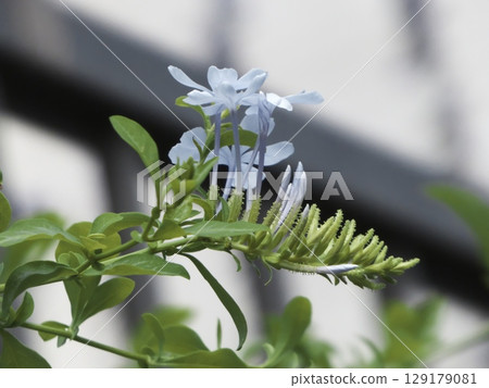 藍白相間的茉莉花,淡藍色的花朵和花蕾令人心曠神怡 藍白相間的茉莉花,淡藍色的花朵和花蕾令人心曠神怡 129179081