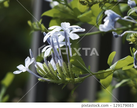 The pale blue flowers of the blue-flowered jasmine sparkle in the early summer sunlight. The pale blue flowers of the blue-flowered jasmine sparkle in the early summer sunlight. 129179083