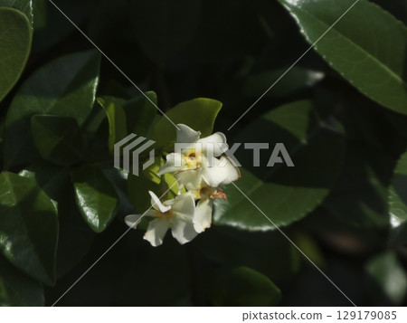 White Trachelospermum japonica flowers blooming quietly in the shade 129179085