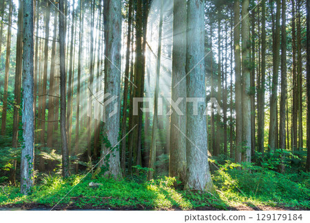 A beam of light shining through the morning mist of the cedar forest from Inokashira in Fujinomiya City 129179184