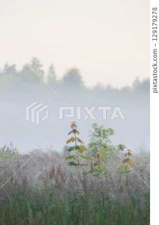 Morning dew covers the field of grass 129179278