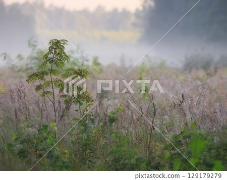 Morning dew covers the field of grass Morning dew covers the field of grass 129179279