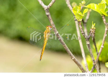 Ushubitimbo 129179456