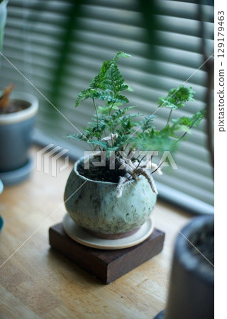 窗台上擺放著一盆日本蜀葵 129179463