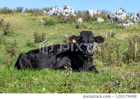 Autumn Shikoku karst 129179498