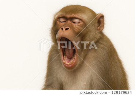 A macaque yawns from boredom against a light background. Space for text. 129179624